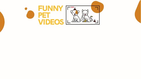 funny animal video