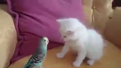 Kitten playing with parrot 🦜 🐱
