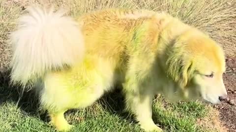Maui: I am tired of being a golden retriever. I want to go green”