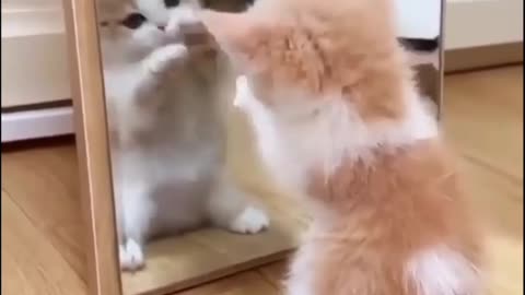 Kitten discovering himself in the Mirror for First time