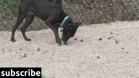 Dog Running And Playing With Ball