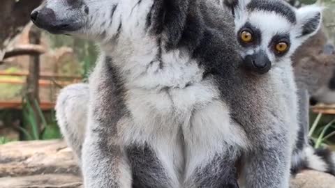 The lemur