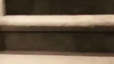 Cute Dog Tries Hand Standing Down the Stairs!