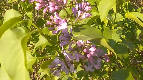 Lilacs