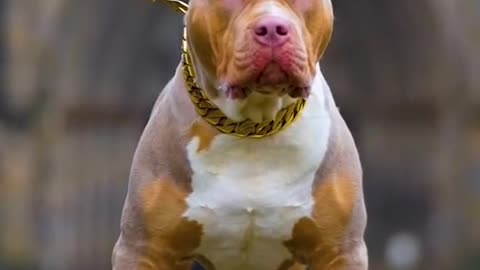 Pit bull