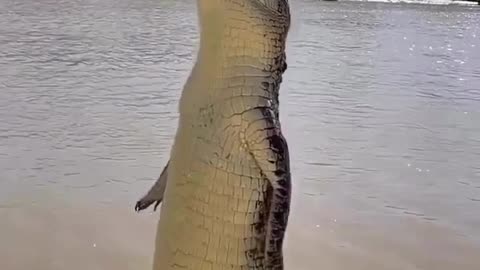 Crocodile beautiful video