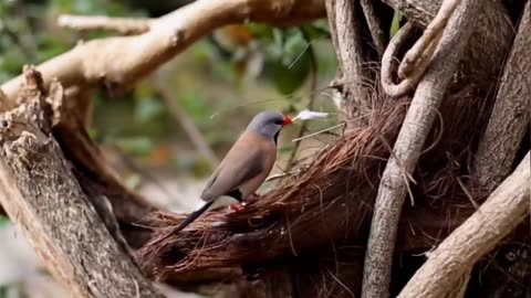 Mesmerizing Bird Nests: Nature's Architectural Wonders