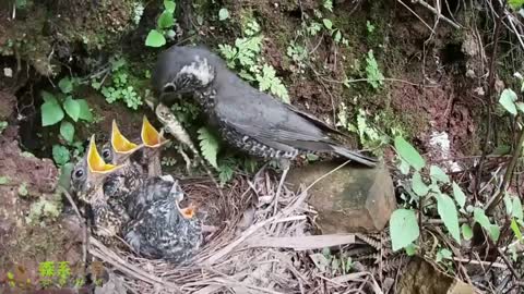 Bird eats 2 lizards, Mother bird catches lizard to feed cuckoo bird