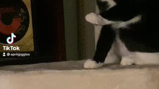 Mission Impossible for a cat?
