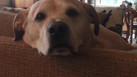 Yellow Lab does eye exercises