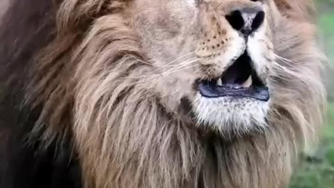 Lion 🦁🦁 Roaring