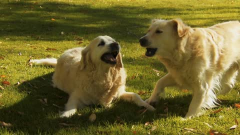 Young Golden Retriever pups playing on the grass