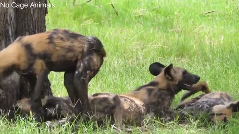 African Wildlife Nechisar National Park, Ethiopia - Wildlife Animals Film With Calming Music