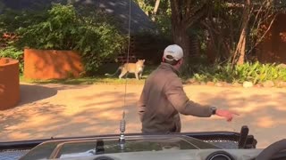 Leopard Stalks jeep (Funny)