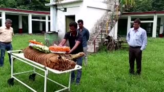 India bids farewell to one of its oldest tigers