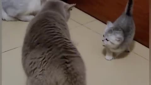 Cat mom saw don't touch my baby