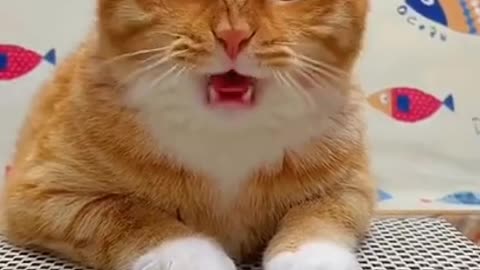 Cute Cats and Funny Animals