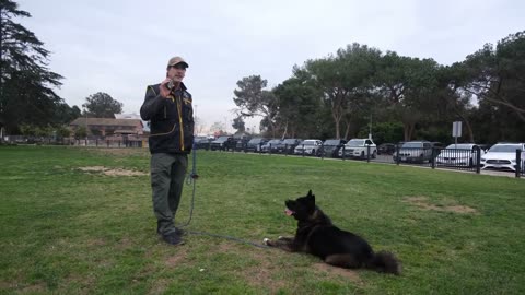 ECollar helps dogs learn obedience -Dog training with remote collar.