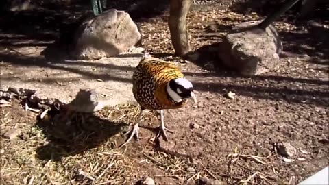 Beautiful Golden Pheasant and Wading Birds