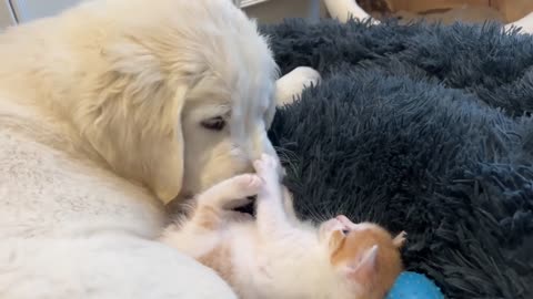 Tiny Kitten and Golden Retriever Puppy Cutest Friends