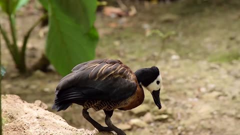 Duck Bird Beak Feathers Plumage Animal Wild