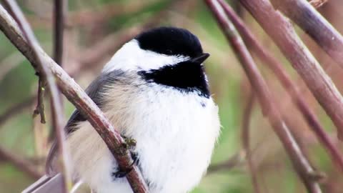 Black Capped Black-Capped Chickadee Bird Nature