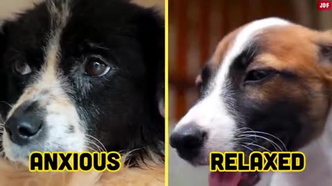 Dogs' Body Language Explained