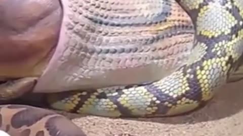 cobra snak viral video #cobrasnak