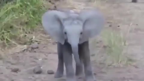 Baby elephant got angry