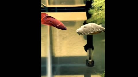 Fights between puffer fish and betta fish