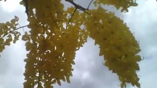 Pretty bunches of yellow acacia flowers, beautiful tree! [Nature & Animals]