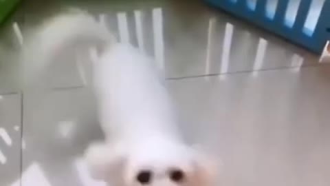 Funny dog funny dog