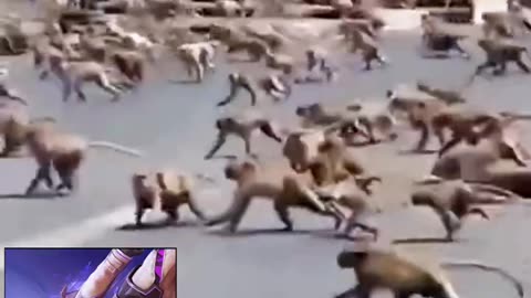 Dog and Monkey Fight Soo Funny Memes