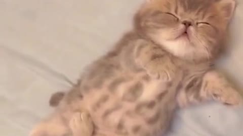 This sleeping cat is very adorable