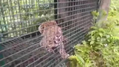 Angry Leopard wants out of the Cage