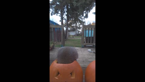 Festive squirrel can't stop feasting on pumpkin seeds
