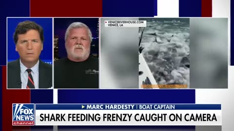 Shark feeding frenzy surrounds Louisiana fisherman's boat