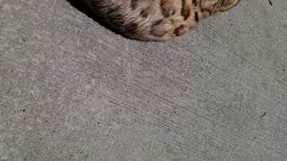 Sunbathing cat 🐈