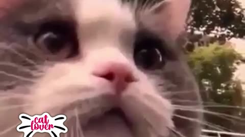 Cute Cat Funny Cat