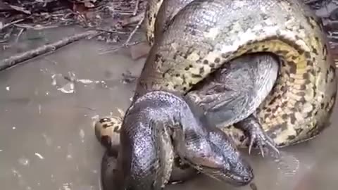 Can an Anaconda strangle an Alligator 🐊??