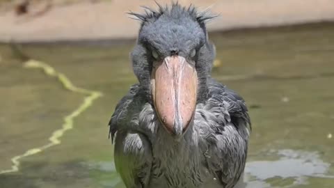 Bird Giving A Good Posey Capture