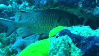 Cute Looking Big Eye Black Bar Soldierfish - No Sound