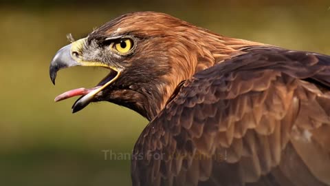 Golden Eagle || Description, Characteristics and Facts!