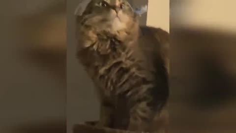 FUNNY DOGS AND CATS VIDEOS YOU EVER SEE IN YOUR LIFE🤣🤣🤣🤣🤣