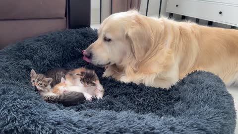 Golden Retriever Reacts to Tiny Kittens in his Bed