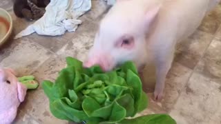 Mini pig can't contain his excitement for lettuce