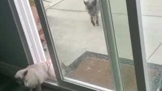 Small Cat Opens Large Door