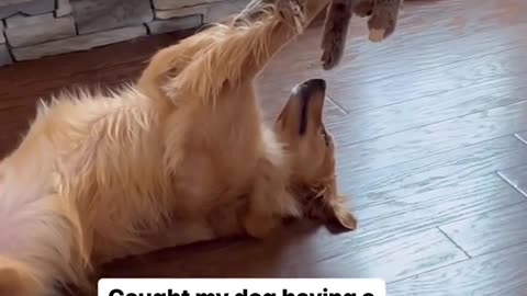 My Dog's Special Toy: A Story of Love and Affection |#dogs#goldenretriever#teddybear