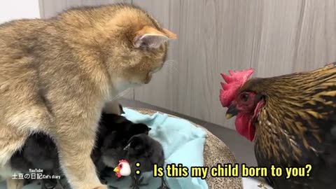 The kitten was surprised 😮 kitten knows how to take care of chick's batter them hen....