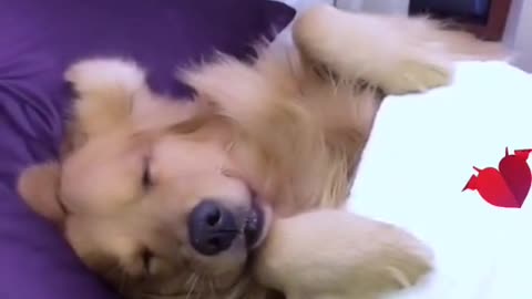 The life of a dogYou look so cute when you sleep